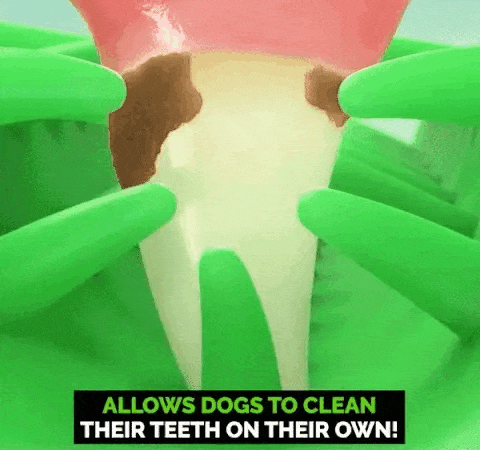 teeth